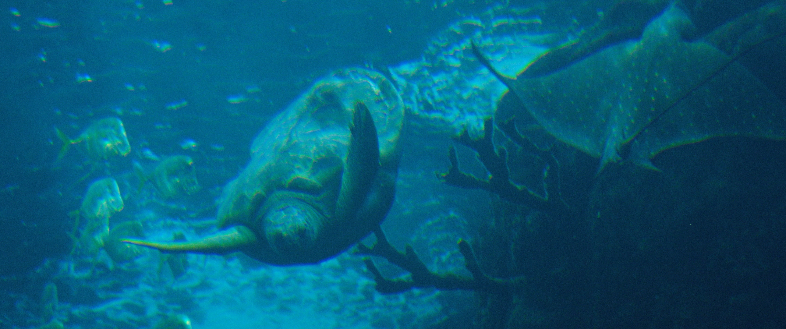 Florida Aquarium Spot production still