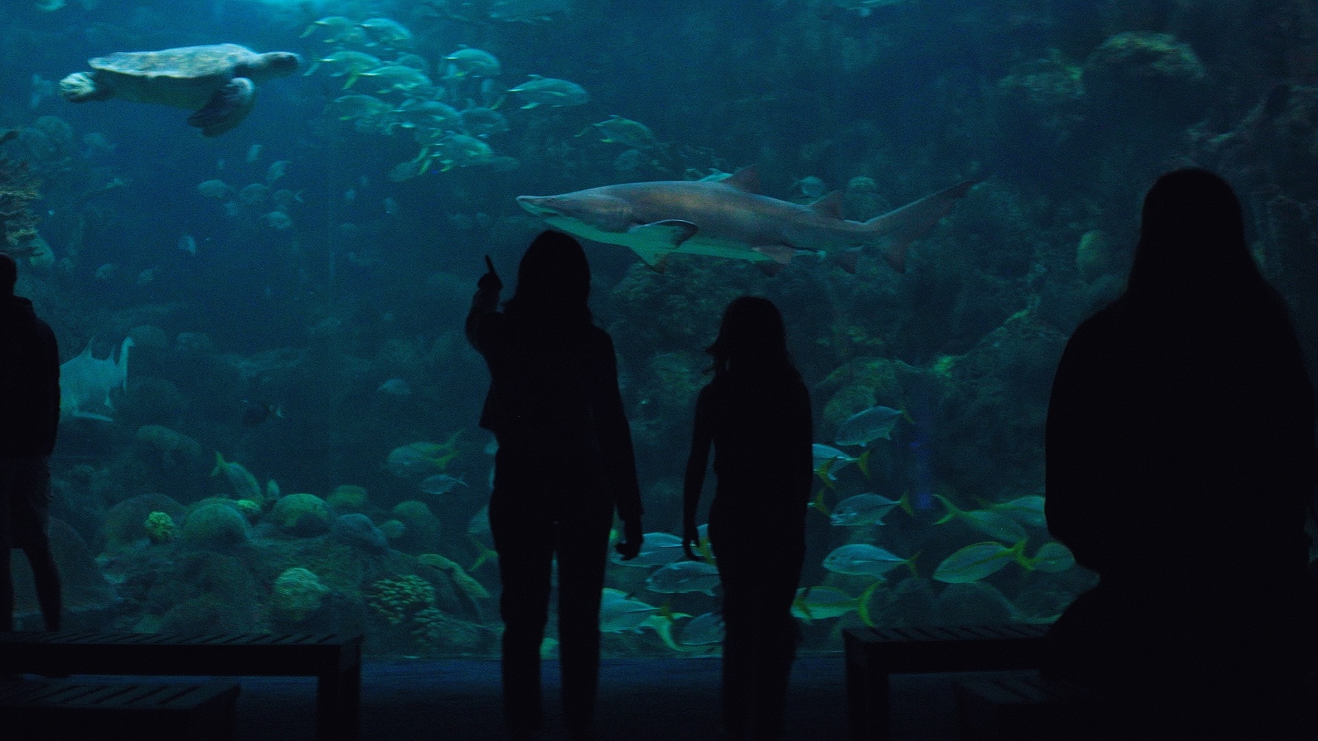 Florida Aquarium Spot project thumbnail